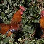 Meschermolen 4 Διαμέρισμα *