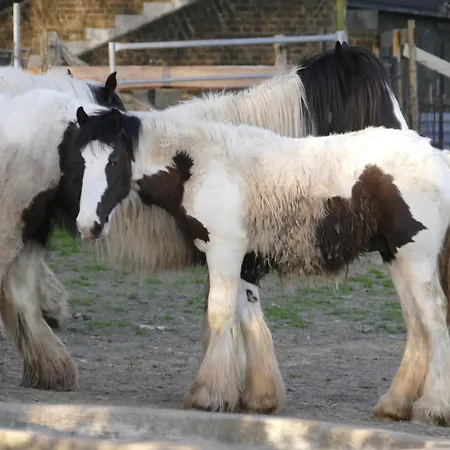 Meschermolen 4 Mesch