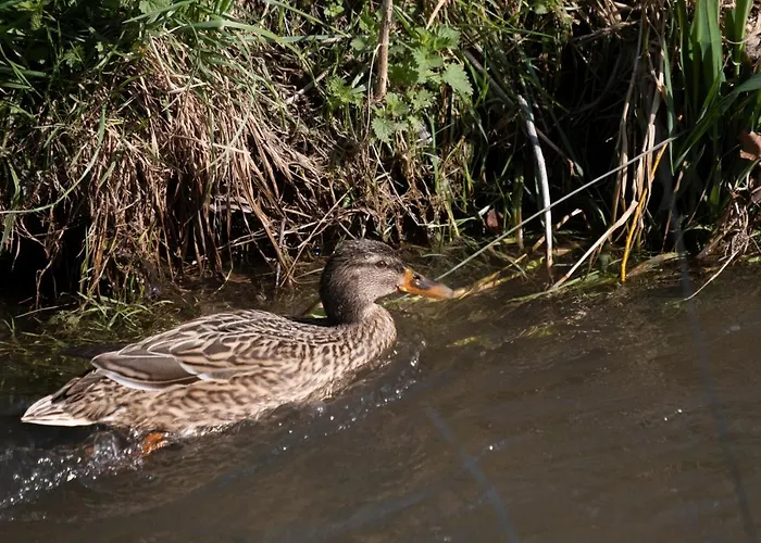 Meschermolen 4 Апартаменты Mesch