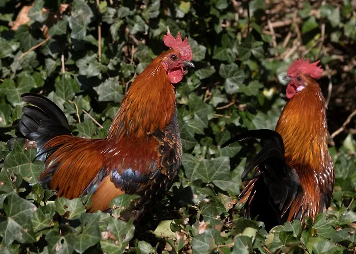 Meschermolen 4 Апартаменты *