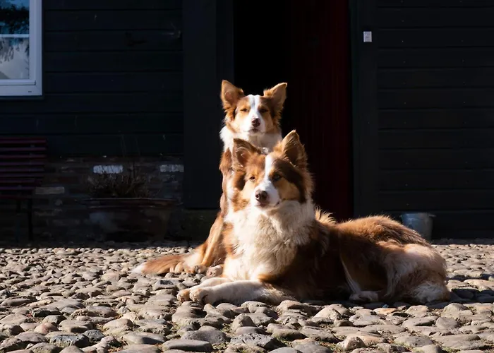 Meschermolen 4 Апартаменты *