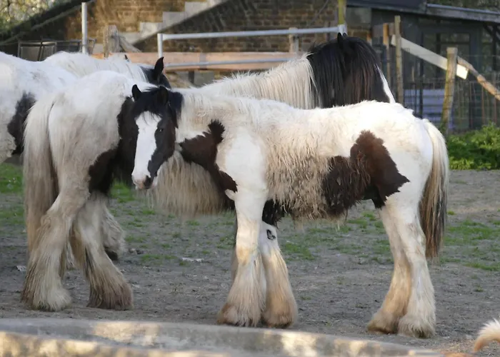 Meschermolen 4 Mesch